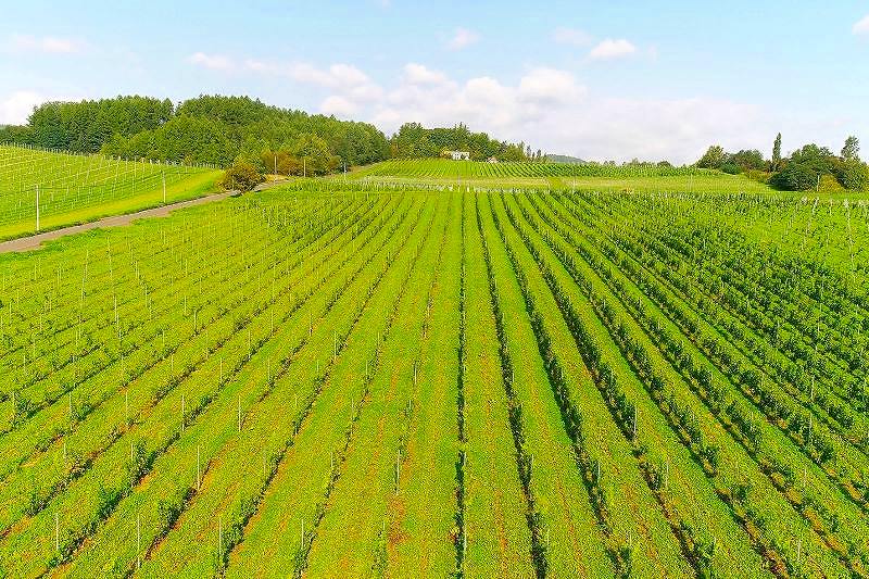 ドメーヌレゾンのワイン畑