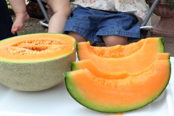 〈旬の味　オホーツク〉７月 メロン＊手間暇かけて甘さ追求