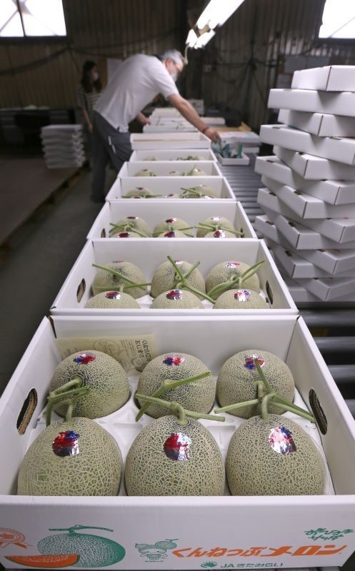 農協の選果場で、等級付けされるメロン
