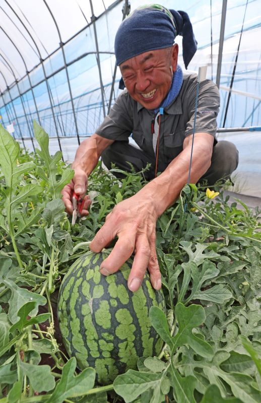 ひまわりすいかを収穫する渡辺俊成さん
