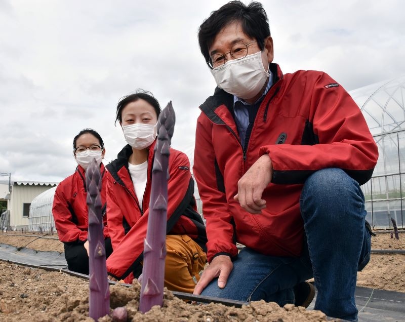 大学内の畑で品種登録された紫アスパラを前に特長などを語る園田教授（右）と学生たち
