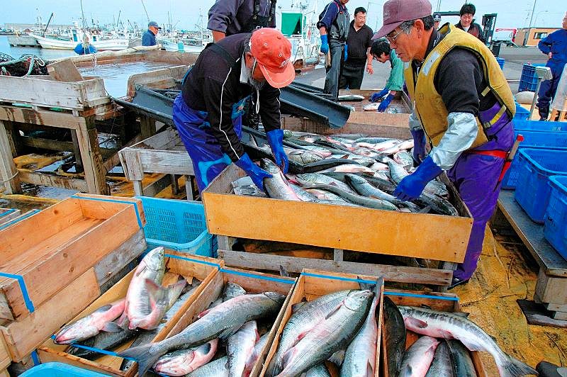 「天塩鮭」としても有名なアキアジ定置網漁の水揚げ風景