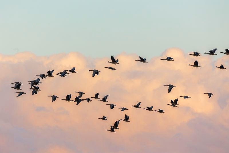 編隊を組んで飛ぶオオヒシクイの群れ