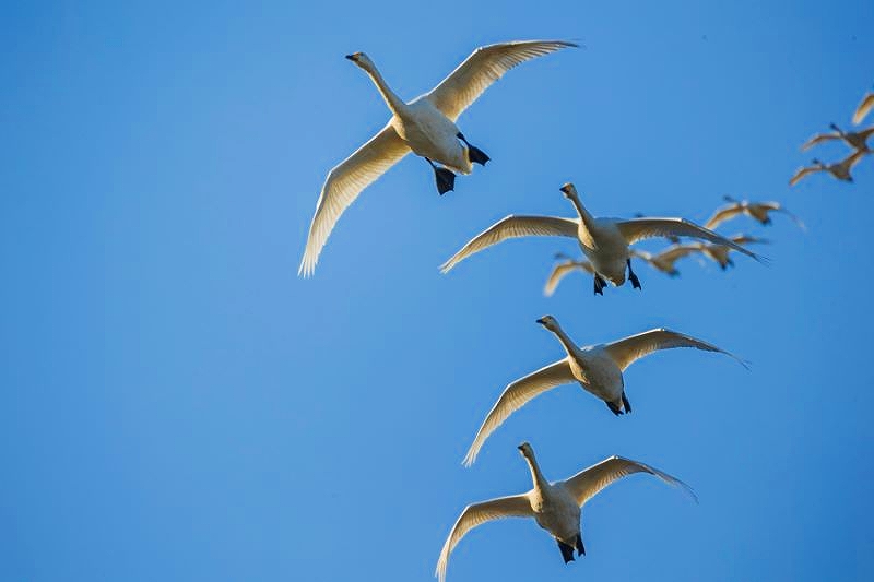 青空をバックに群れをなしてねぐら入りするオオハクチョウ