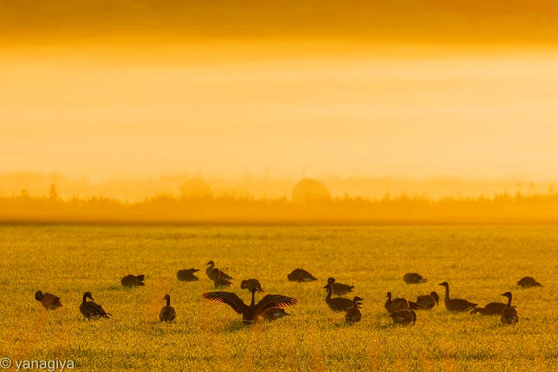 草地で羽休めする野鳥