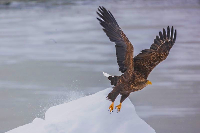 冬の天塩川河口を飛び立つオジロワシ