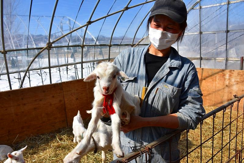 生後間もないヤギの赤ちゃんをかかえるドメーヌレゾンの関係者