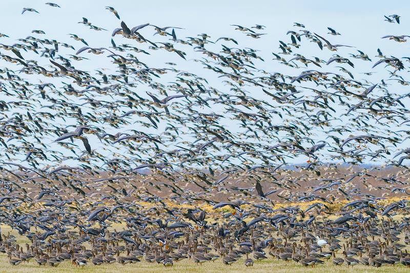 牧草地を飛び立つオオヒシクイとマガンの群れ