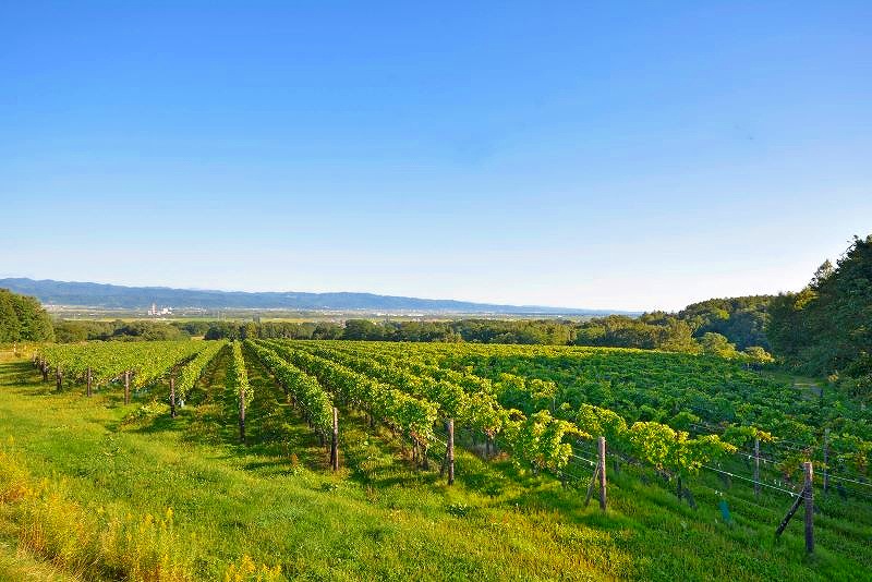 浦臼町にある北海道ワインの鶴沼農場