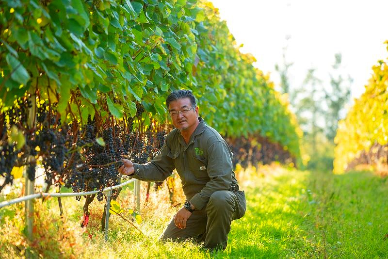 ブドウ畑にたたずみ、ブドウを手にするめむろワイナリー社長の尾藤光一さん