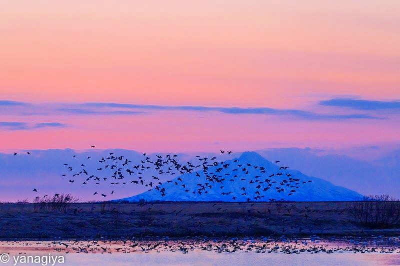 天塩周辺の野鳥の群れ