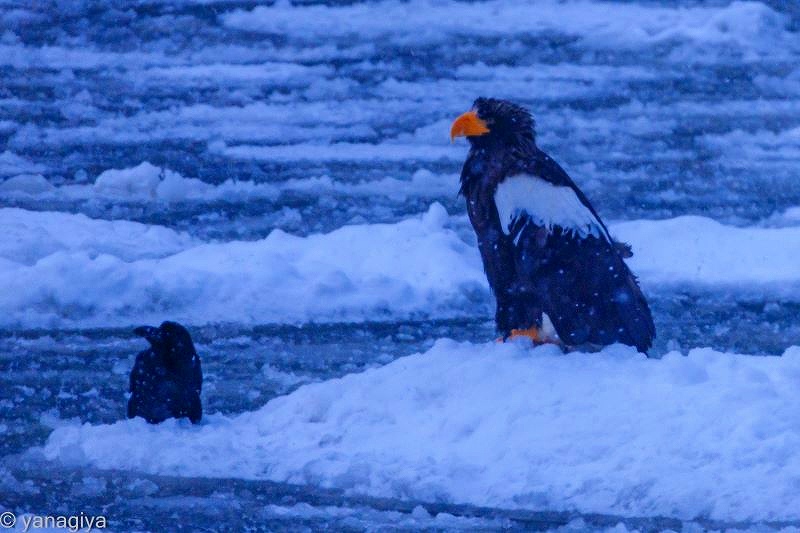 冬の雪上にたたずむ野鳥