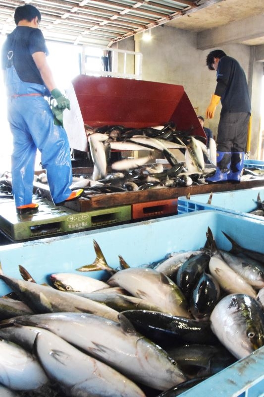 余市郡漁協の市場で水揚げしたばかりのブリを選別する職員ら