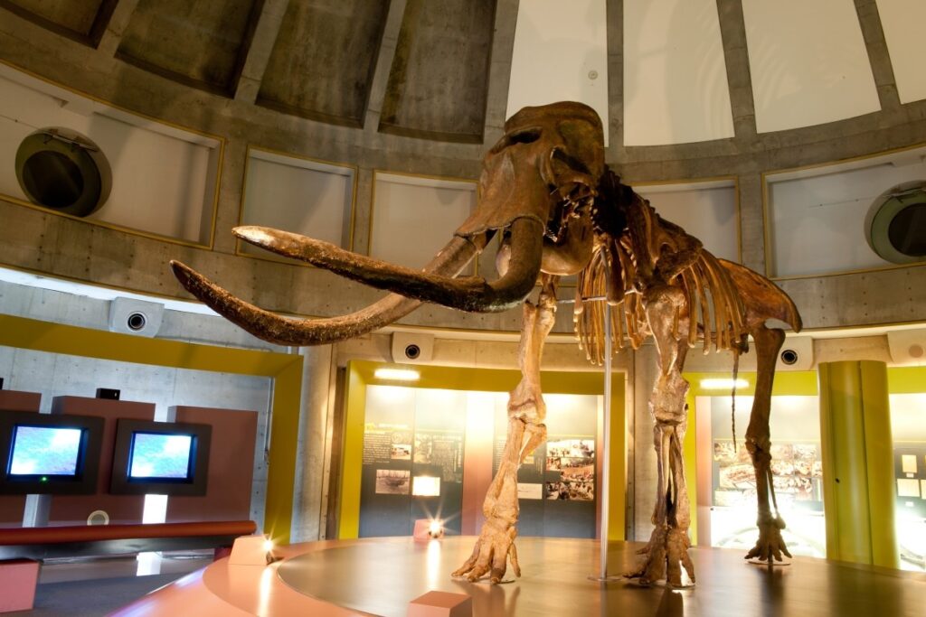 忠類ナウマン象記念館に展示されているナウマン象の全身骨格復元模型