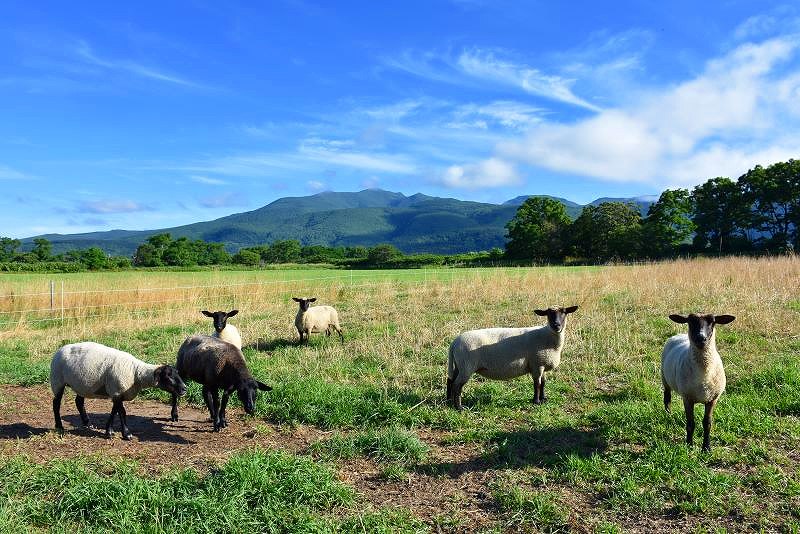 岬の湯の横に放牧されている羊