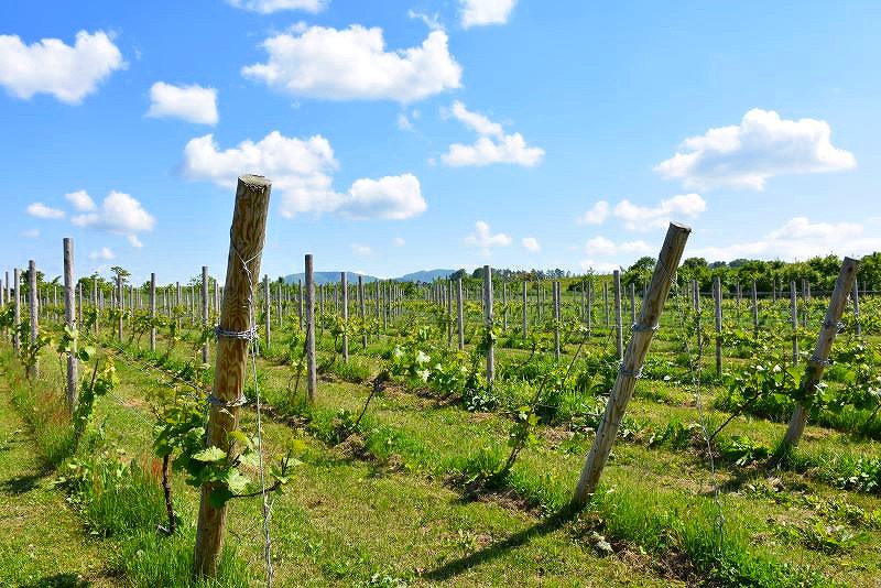 ワイナリー夢の森のブドウ畑