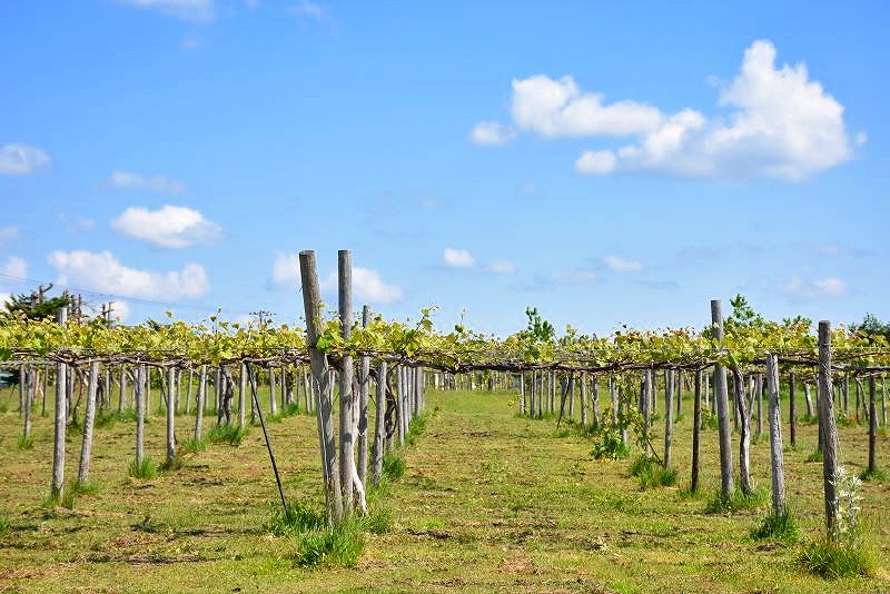 青空の下の「ワイナリー夢の森」ブドウ棚