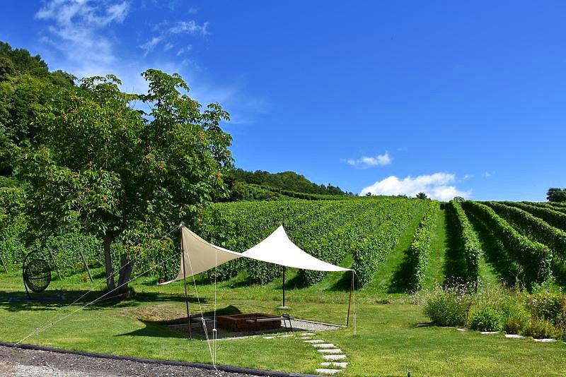 仁木町のル・レーヴ・ワイナリーのヴィンヤード