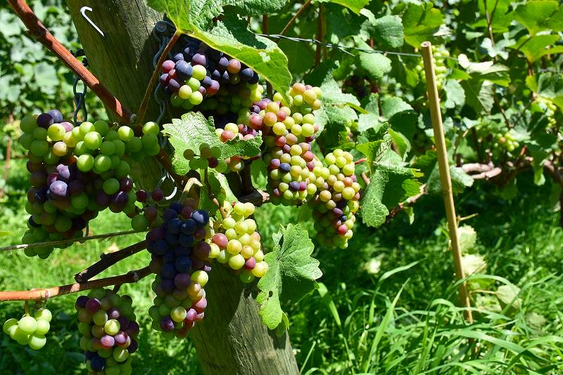 ヴィンヤードで実をつけるブドウ