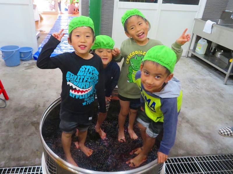 ワイナリー夢の森で、ブドウの足踏み体験をする幼稚園の子供たち