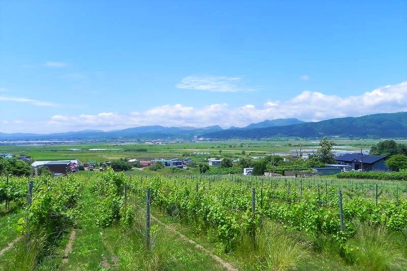 「はこだてわいん」の自社畑からの眺め