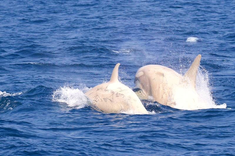 世界でも稀な光景といえる白いシャチ２頭が泳ぐ姿