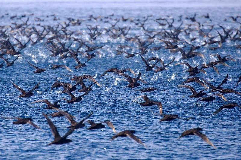 ハシボソミズナギドリの群れ