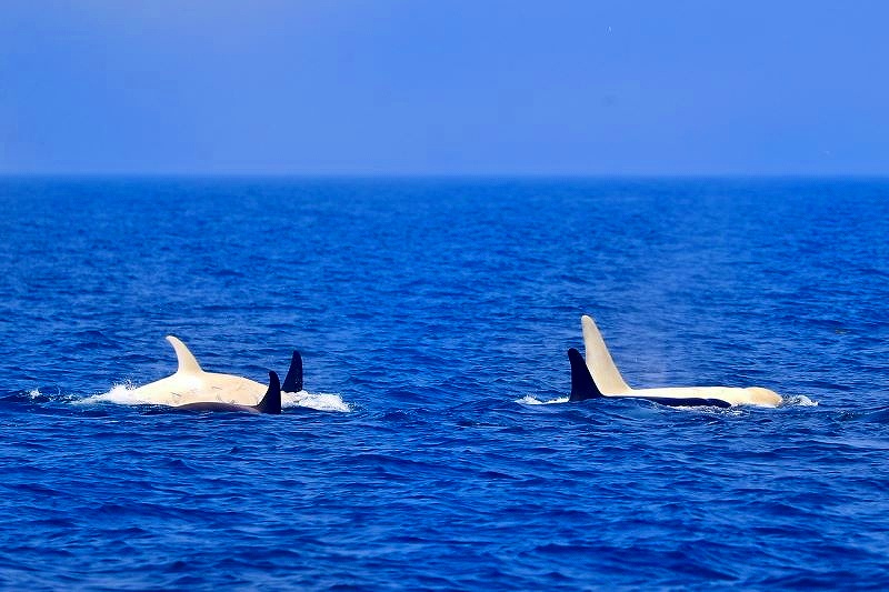 仲間と一緒に並んで泳ぐシャチ