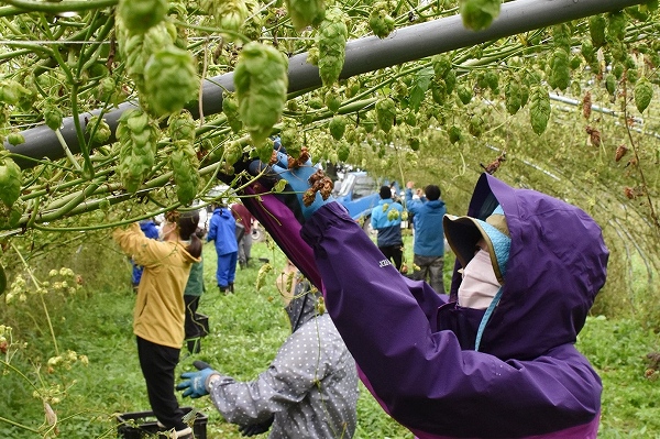 生ホップで「オール江別」ビール＊ＳＯＣブルーイング＊市内で収穫＊８月下旬の発売目指す