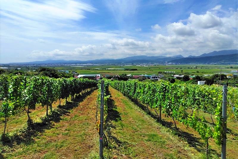 「はこだてわいん」