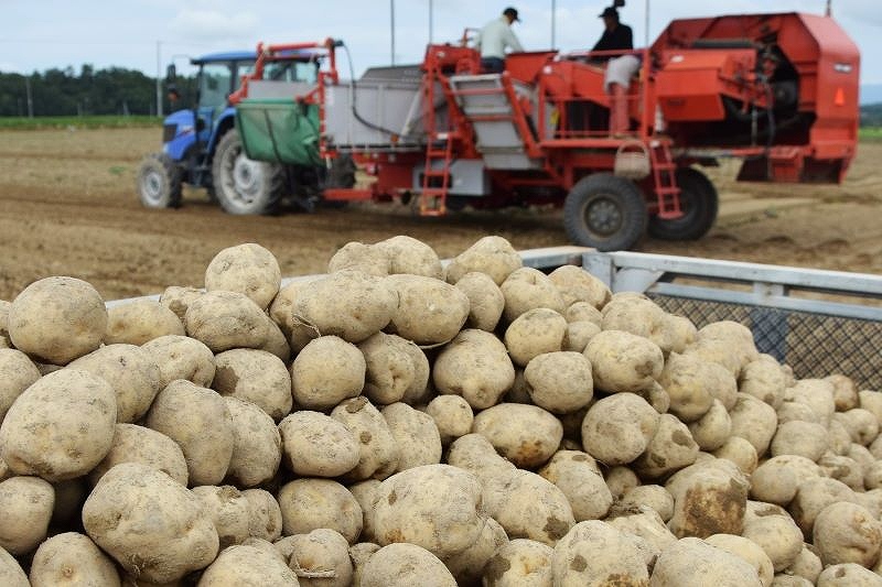 〈これが旬！〉「男しゃく」ほくほく＊檜山管内今金町＊大雨で収穫に影響　品質維持に懸命