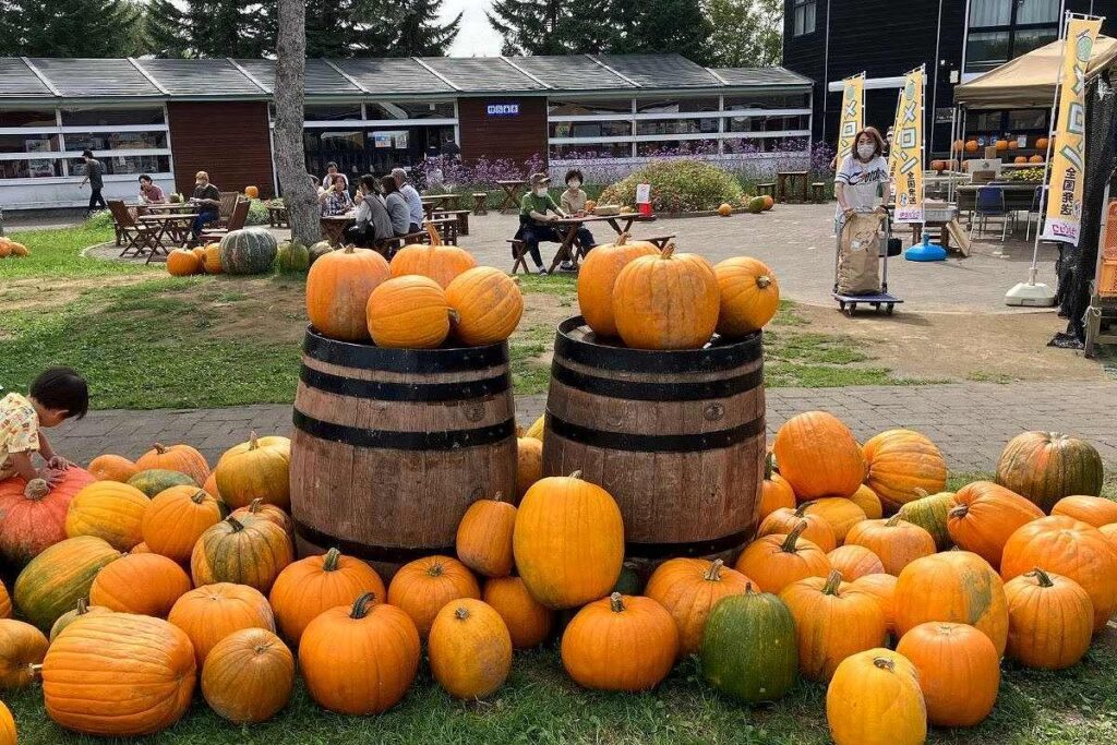 中庭に飾られたたくさんの黄色いカボチャ