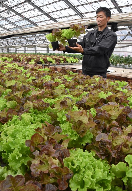 木野農協が栽培を始めた「ポットレタス」