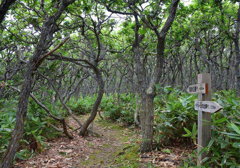 ホテル近くの森にある散策路