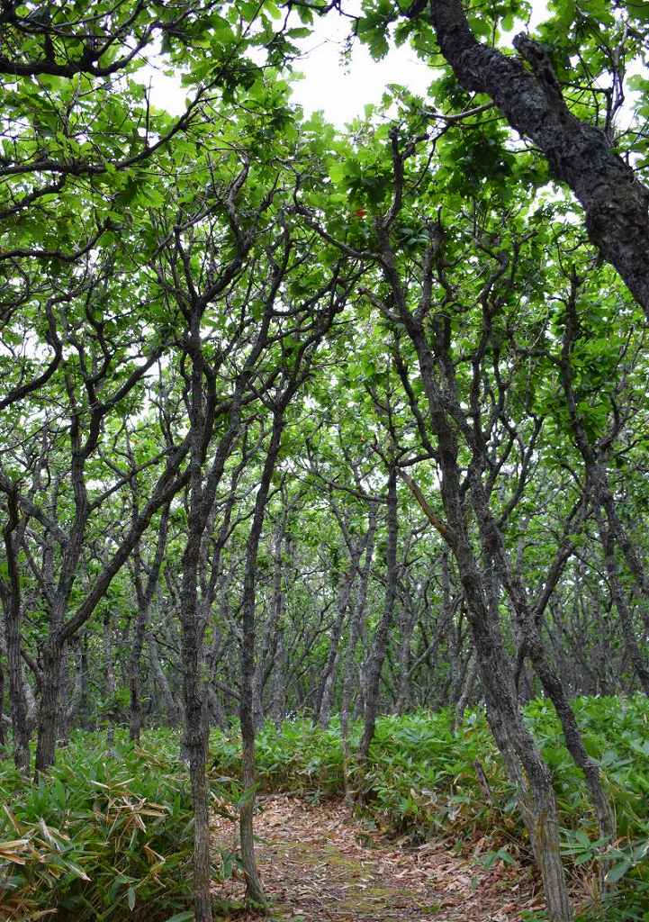 散策に最適な、ホテルのすぐ下に広がる森
