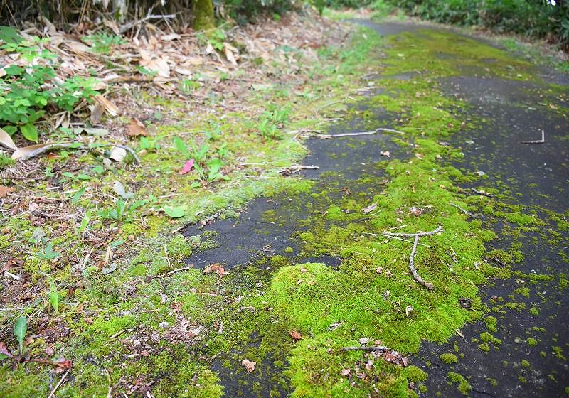ところどころ苔むしている散策路