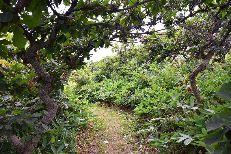 海に向かう散策路の出口付近