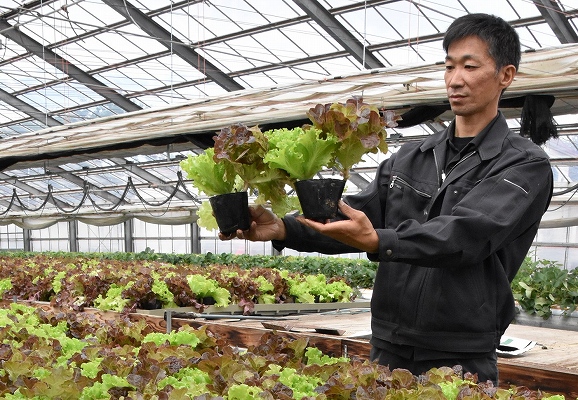 音更・木野農協が自ら生産・出荷＊ちぎって食べる「ポットレタス」＊ハウス空く時期活用＊資材高騰補う