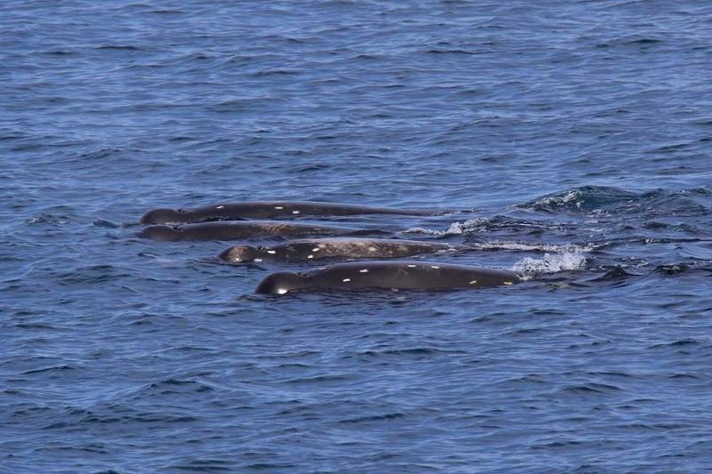 海面に体を見せながら泳ぐクロツチクジラ