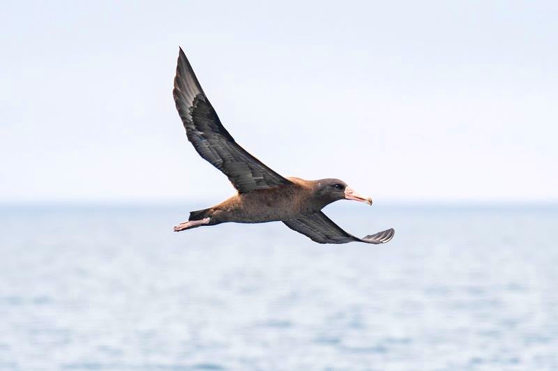 海面の上を飛ぶアホウドリ