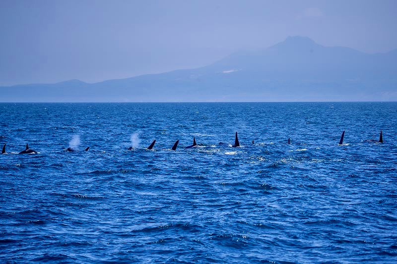 ポッドと呼ばれる群れを作り回遊するシャチ