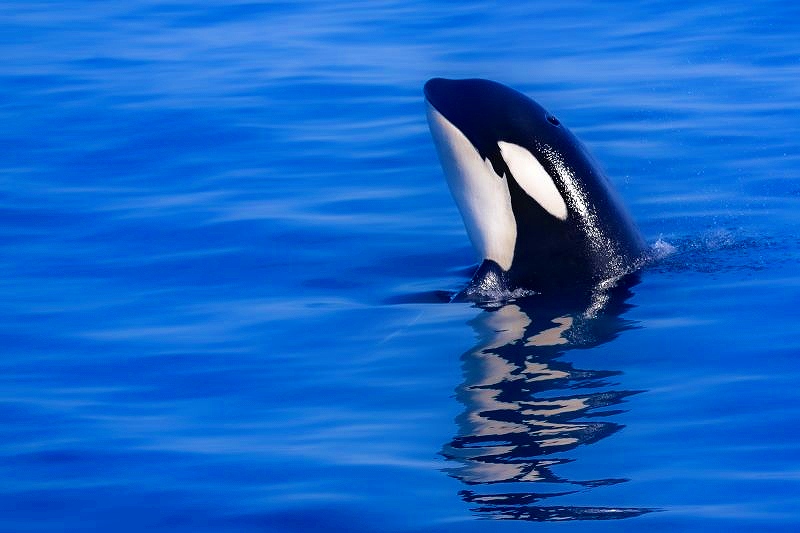 スパイポップと呼ばれる周囲の状況を観察する行動を行うシャチ