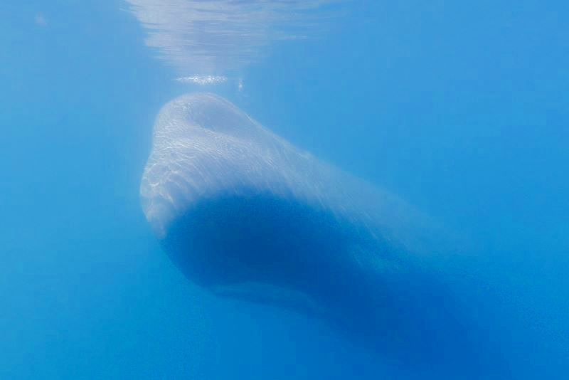 水中のマッコウクジラ