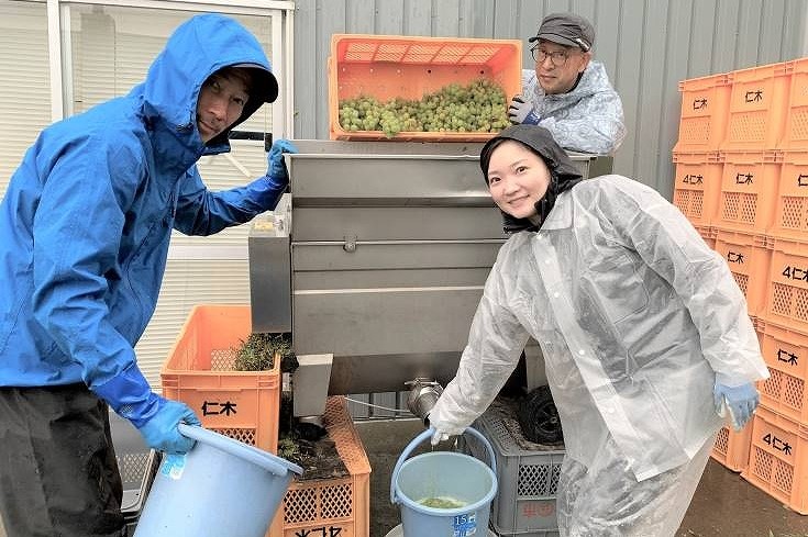 ワイン造り　協力隊員ら挑戦＊来夏出荷、地元店で販売＊合弁会社を設立、事業化も検討＊仁木