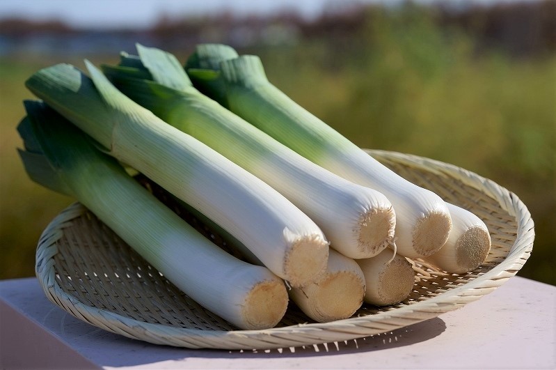 〈これが旬！〉リーキ　加熱で際立つ甘み＊十勝管内音更町＊栽培８カ月　ずっしり重く