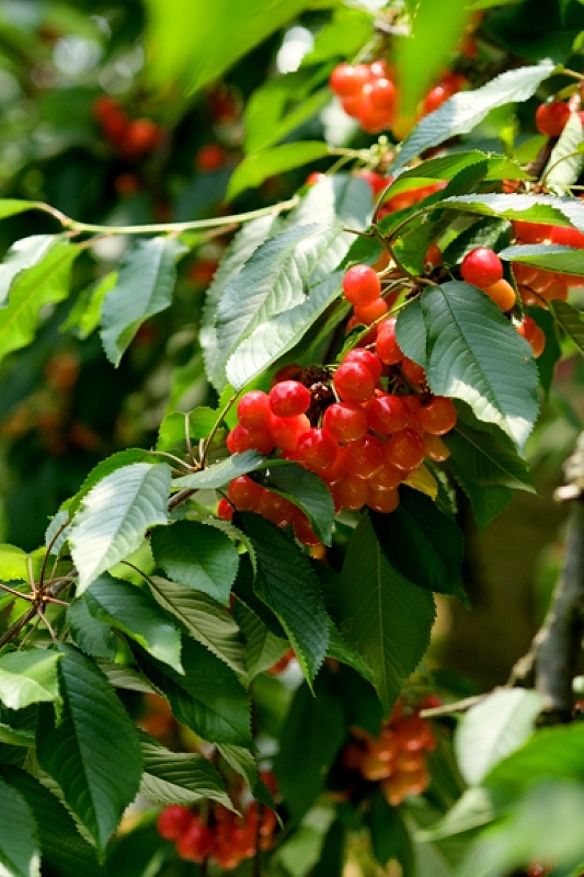 仁木町果樹観光のはじまりを告げる、真っ赤に色づいたサクランボ