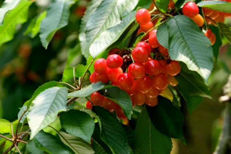 仁木町観光を楽しむ！地元おすすめ８つのポイント㊦多彩な特産フルーツや｢ワインの旅｣も＜北海道まち巡り＞