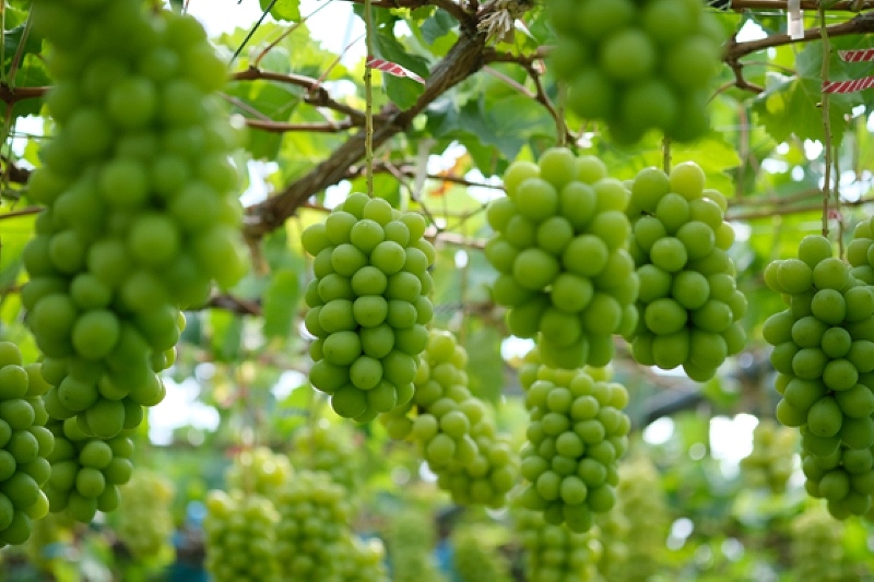 香り・味わい・形の三拍子そろった仁木町産シャインマスカット