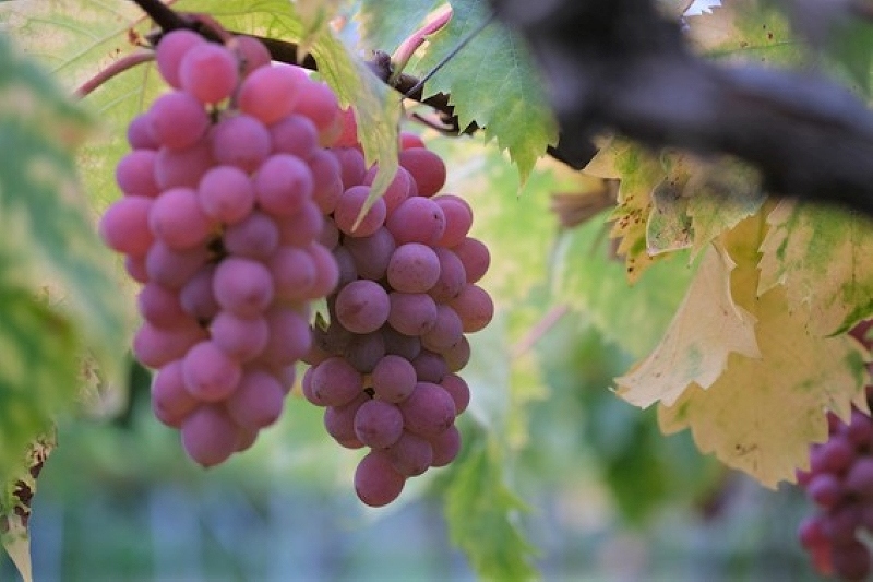 ぶどう棚に実る、色とりどりのぶどう