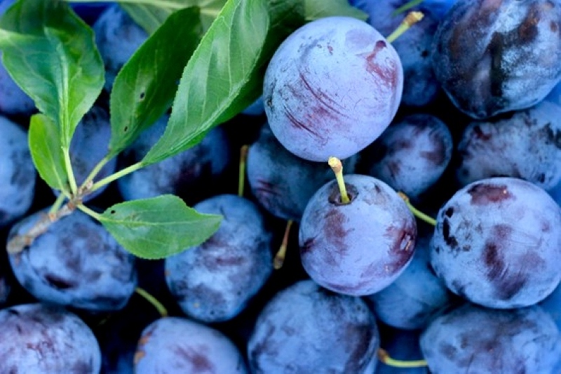 こくのある甘みと酸味の調和が人気のプルーン
